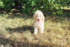 Caro - puppy for sale