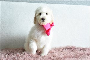 Pandora - Goldendoodle for sale