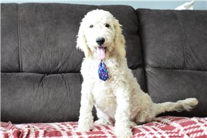 Plato - Goldendoodle for sale