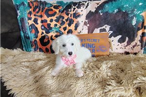 Marie - Goldendoodle for sale