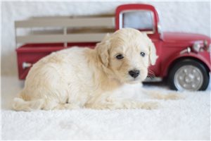 Rosemary - puppy for sale