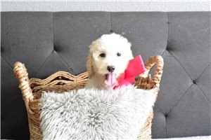 Pandora - Goldendoodle for sale