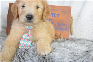 Lyric - Goldendoodle for sale