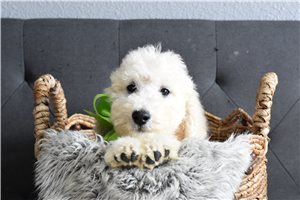 Puck - Goldendoodle for sale