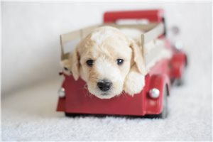 River - puppy for sale