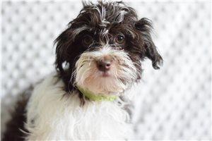 Marcus - Havanese for sale