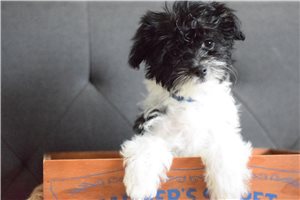 Mitchell - puppy for sale