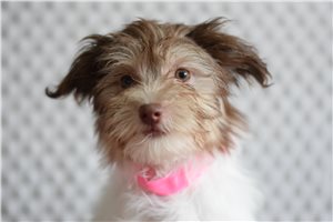 Agatha - puppy for sale