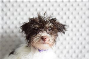 Adrianna - puppy for sale