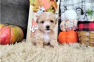 Nancy - Havapoo for sale