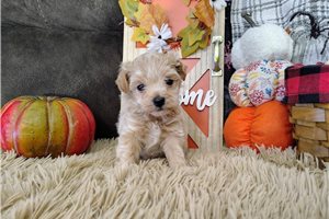Nate - Havapoo for sale