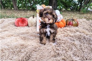 Genesis - puppy for sale