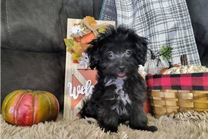 Gemma - Havapoo for sale