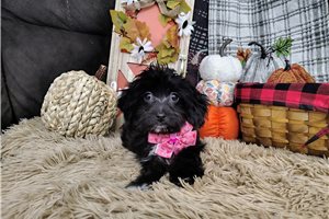 Gabriella - Havapoo for sale