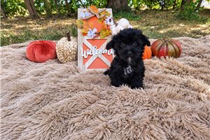 Gemma - puppy for sale
