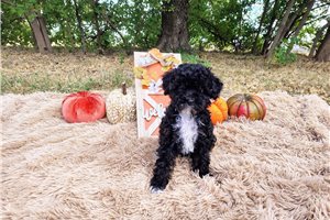 Carly - Maltipoo for sale