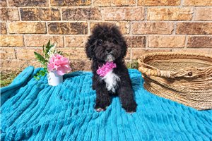 Carly - puppy for sale