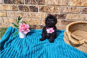 Carlotta - Malti Poo - Maltipoo for sale