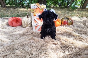 Carlotta - Maltipoo for sale