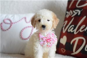 Rachel - Goldendoodle, Mini for sale