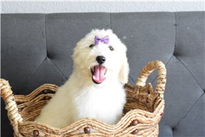 Reign - Goldendoodle, Mini for sale