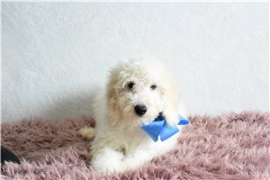 Rory - Goldendoodle, Mini for sale
