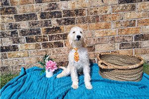 Marcus - Mini Goldendoodle for sale