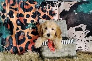 Mason - Goldendoodle, Mini for sale