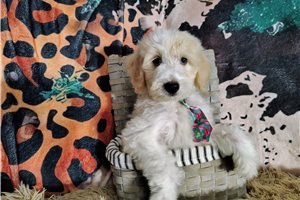Marcus - Goldendoodle, Mini for sale