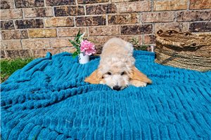 Mason - Mini Goldendoodle for sale
