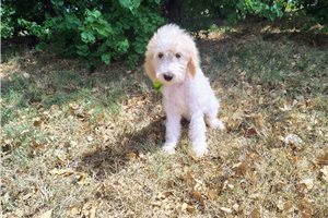 Mason - Mini Goldendoodle for sale