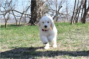 Ruth - Goldendoodle, Mini for sale