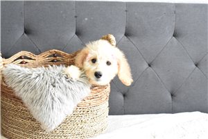 Rachel - puppy for sale