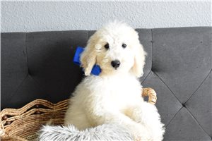 Rory - puppy for sale
