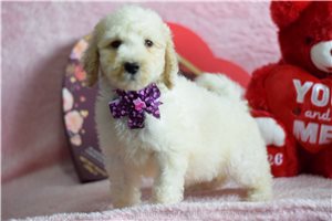 Reagan - Goldendoodle, Mini for sale