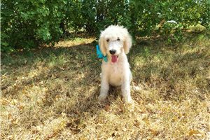 Marcus - Mini Goldendoodle for sale