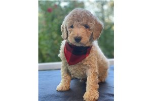 Atlas - Miniature Poodle for sale
