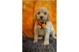 Cody - Poodle, Miniature for sale