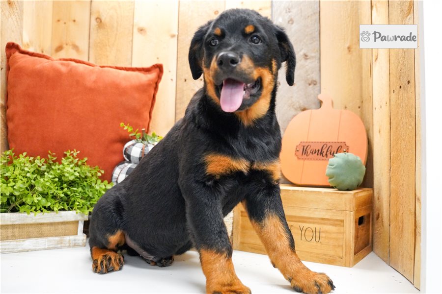 Charles, male Rottweiler puppy for sale