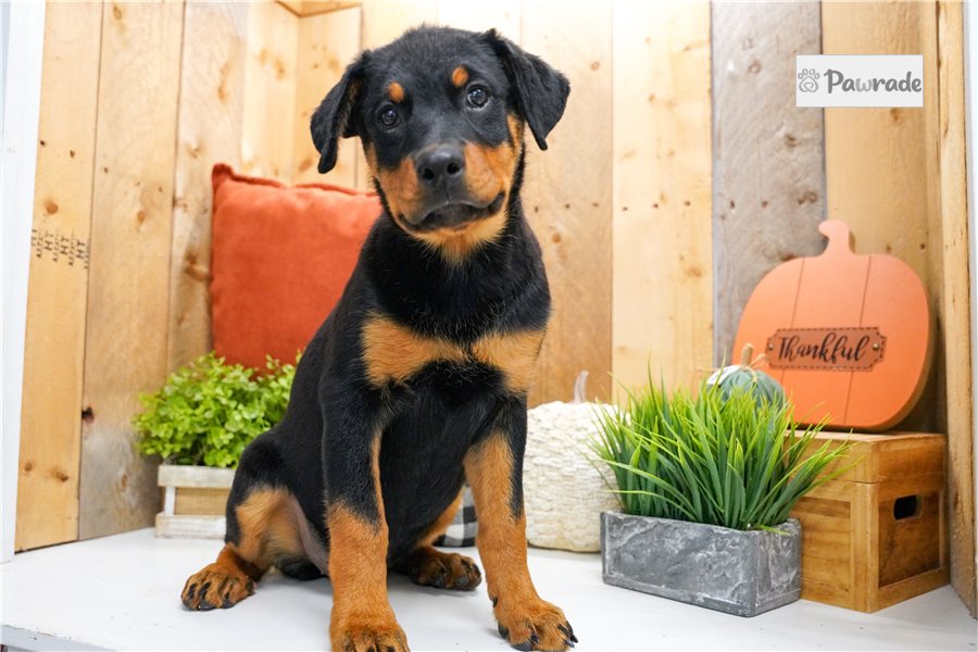Cynthia, female Rottweiler puppy for sale