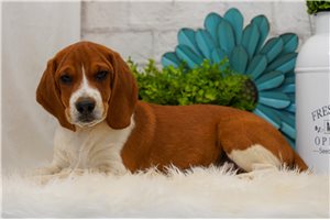 Patrick - Beagle for sale