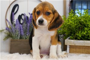 Kennedy - Beagle for sale