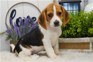 Mimi - Beagle for sale