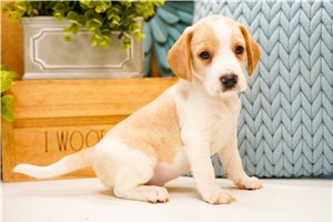 Hazel - puppy for sale