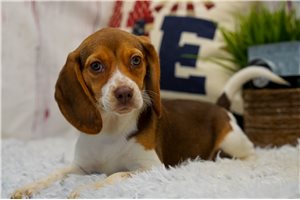 Lila - Beagle for sale