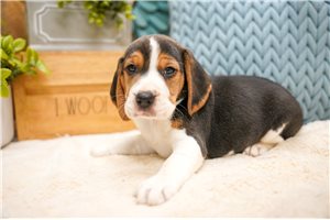 Draco - Beagle for sale