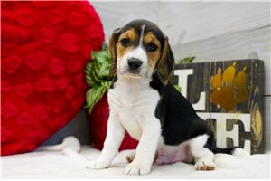 Avery - puppy for sale