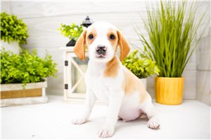 Hank - Beagle for sale