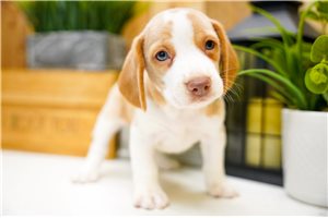 Scamp - Beagle for sale