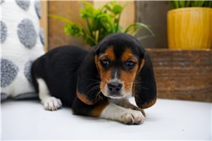 Diana - Beagle for sale